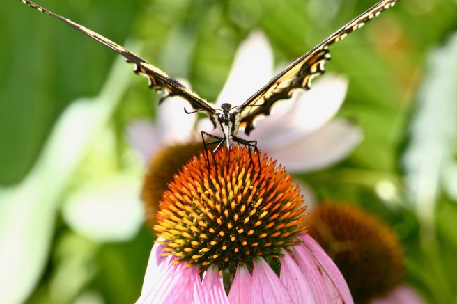 monarch-butterfly-2272163_1920